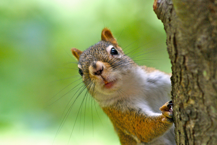 Squirrel climbing tree looking at camera